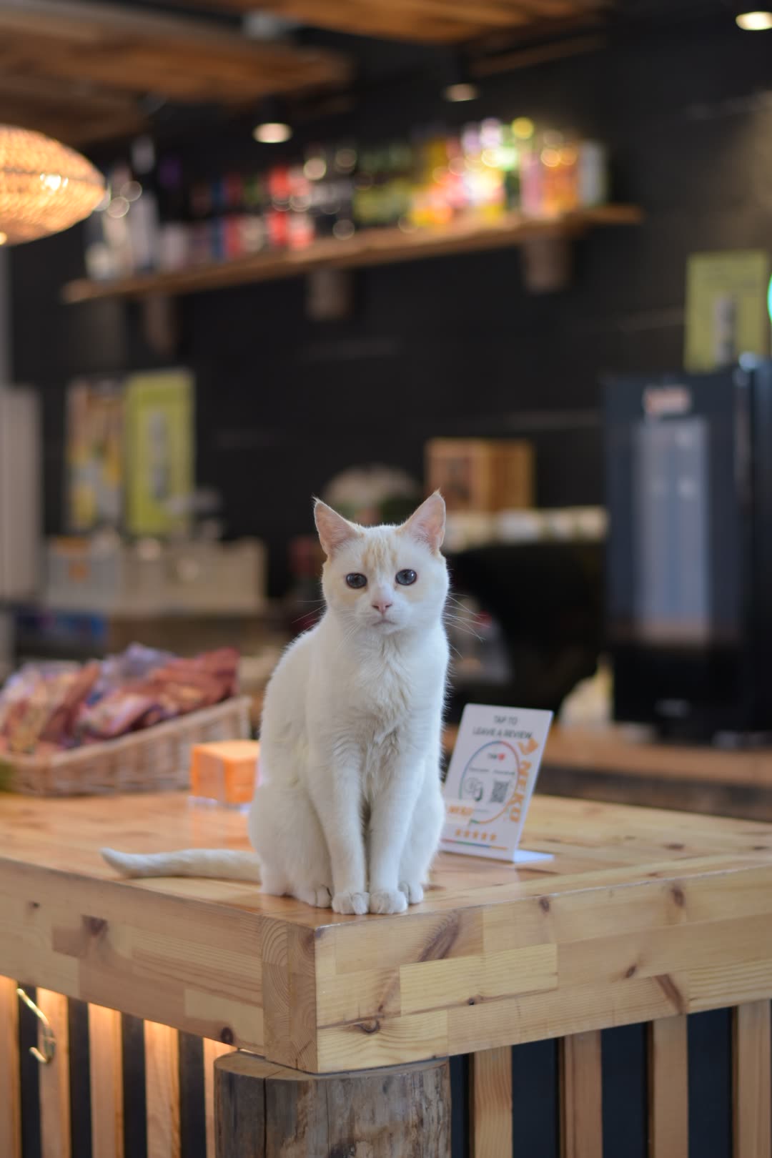 Neta, la gata de Neko Escalada, sobre la barra del bar del rocódromo
